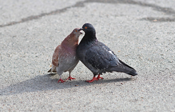 spring love and kisses of pigeons