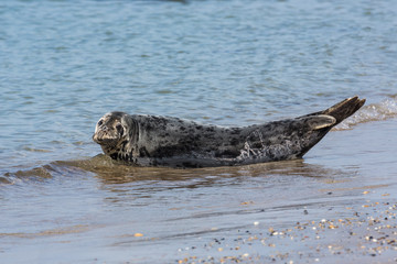 Naklejka premium Foka szara na plaży Helgoland, Niemcy