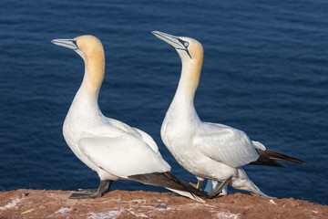Couple of Northern gannets in breeding colony at German Helgoland island
