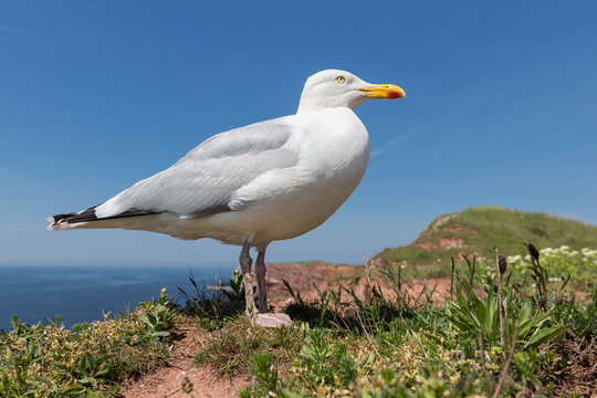 Frog perspective of Herring gull at German island Helgoland in the Northsea