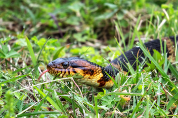 A snake in the grass next to the nature trail in Pearland, Texas!