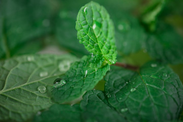 Delicious sandwich ingredients fall in the air on an isolated gray background