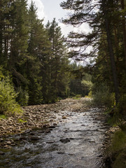 Beautiful river surrounded by trees