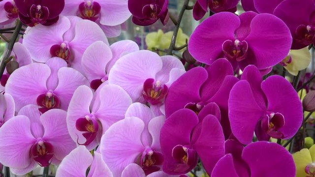 Orchid flower. Royalty high quality free stock image of beautiful pink orchid flower. The Orchidaceae are a diverse and widespread family of flowering plants