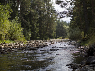 Beautiful river surrounded by trees