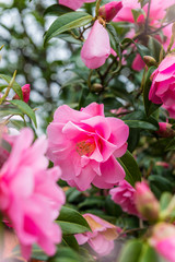 Beautiful Vibrant Pink Camelia Flowers