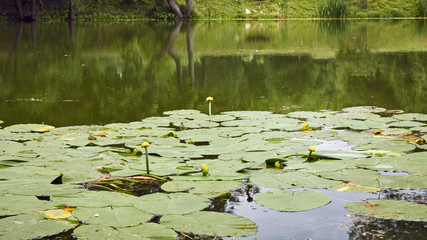 The lake with lilies in the woods