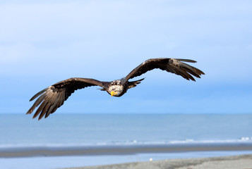 Bald Eagle in Flight with Blue Sky. Alaska