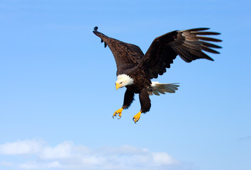 Pygargue à tête blanche en vol avec ciel bleu. Alaska