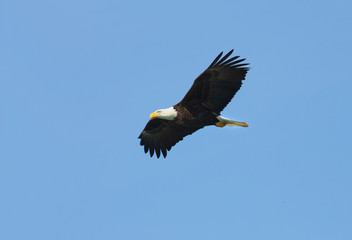 Bald Eagle in Flight with Blue Sky. Alaska