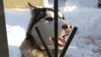 Year of the dog. Husky or wolf on the background of snow behind an iron grating fence close-up
