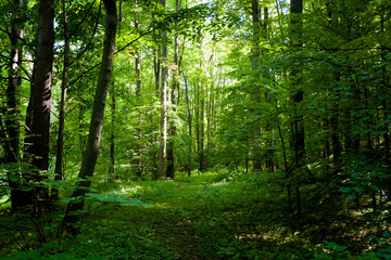Fototapeta na wymiar Beautiful forest in Koprivnice