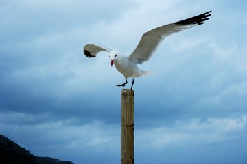 m2018 möwe auf pfosten II