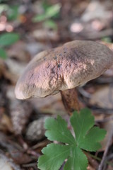 Grzyb © DRONE QUEST