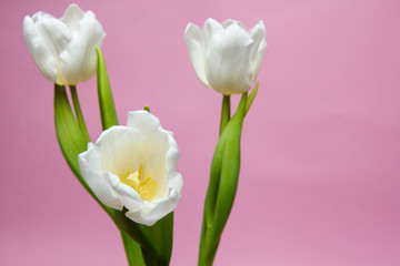 Three white tulips on a pink background