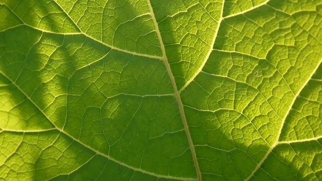 Burdock leaf macro. Arctium. HD video.