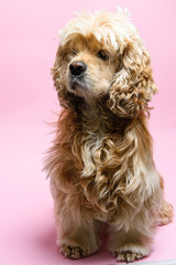 Cocker spaniel on a pink background