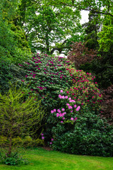English Public Garden at late Spring with Blooming Rhododendrons