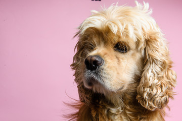 Close-up of cocker spaniel on a pink background