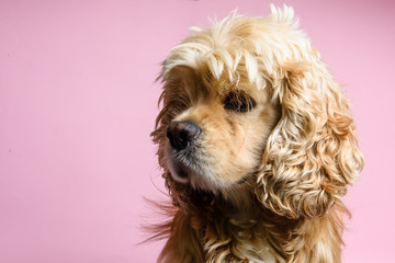 Close-up of cocker spaniel on a pink background