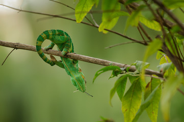 Chameleon with prey on branch