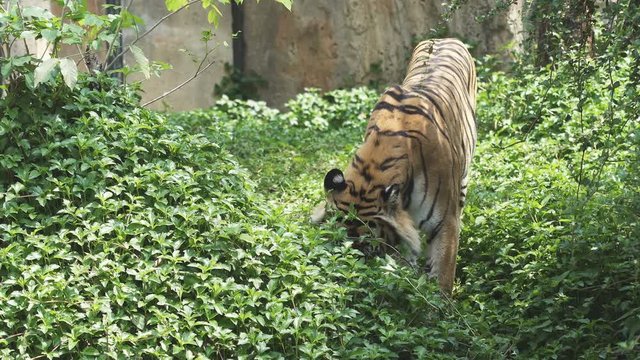Behavior of tigers in biting grass, trees.