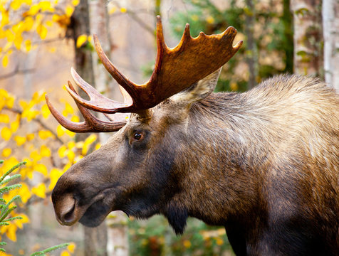 Moose Bull with big antlers, Head and Face. Male. Alaska, USA
