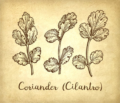 Ink sketch of cilantro.