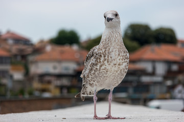 A large seagull on a concrete pier close up.