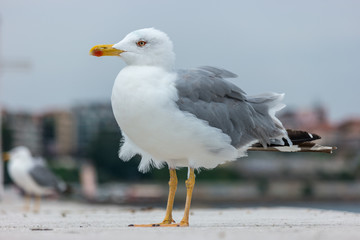 A large seagull on a concrete pier close up.