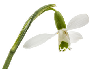 Flower of snowdrop isolated on white background