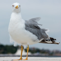 A large seagull on a concrete pier close up.