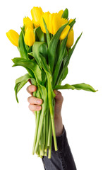 man's hand hold bouquet of yellow tulip. love symbol. isolated