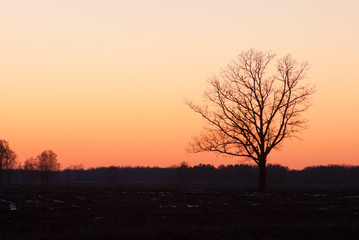 Fototapeta na wymiar lonely tree in the field, silhouette at sunset,