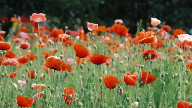 Papaver rhoeas flower. Royalty high quality free stock footage of papaver rhoeas flowers. Papaver rhoeas is an annual herbaceous species of flowering plant in the poppy family