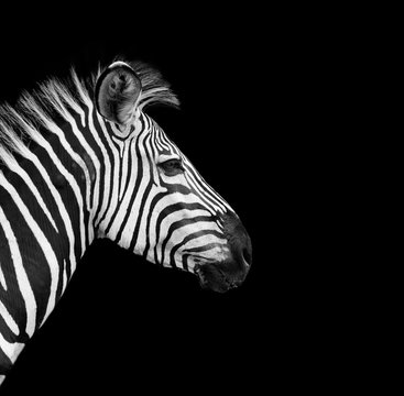 Fototapeta Wild African Zebra with a black background
