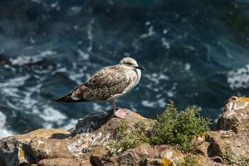 Seagull sit on a rock, on the edge of a cliff.