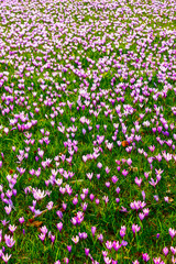 A field of colourful blooming crocus flowers