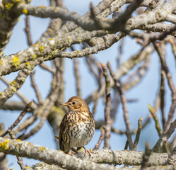 Thrush sunbathing on the fig tree!