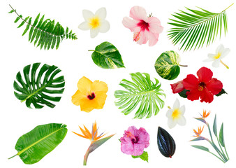 Tropical green leaves