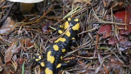 Jaszczurka Salamandra (Lizard Salamandra)
