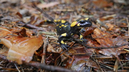 Jaszczurka Salamandra (lizard Salamandra) © DRONE QUEST