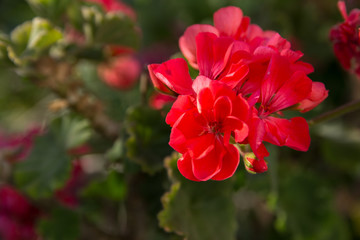 A close up of a red flower in a green background