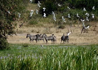 Zebra, Zebras Serengeti, Tanzania, Africa