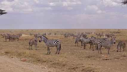 Naklejka na ściany i meble Zebra, Zebras Serengeti, Tanzania, Africa
