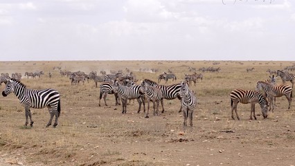 Naklejka na ściany i meble Zebra, Zebras Serengeti, Tanzania, Africa