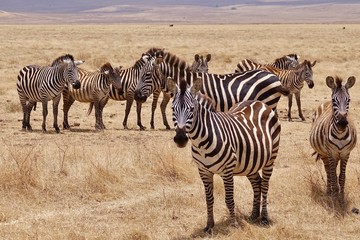 Obraz na płótnie Canvas Zebra, Zebras Serengeti, Tanzania, Africa