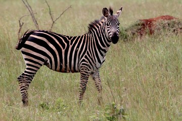 Fototapeta na wymiar Zebra, Zebras Serengeti, Tanzania, Africa