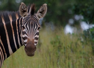 Zebra, Zebras Serengeti, Tanzania, Africa