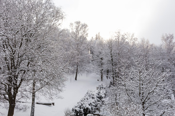 Fir trees covered with snow on a winter mountain